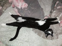 Таймлапс взросления котёнка