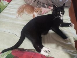 Таймлапс взросления котёнка