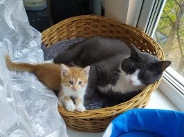 Таймлапс взросления котёнка