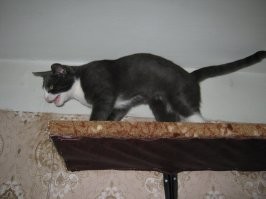 Таймлапс взросления котёнка