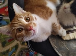 Таймлапс взросления котёнка