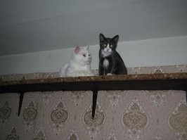 Таймлапс взросления котёнка