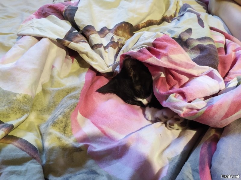 Таймлапс взросления котёнка