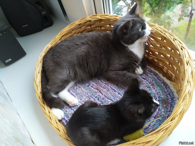 Таймлапс взросления котёнка