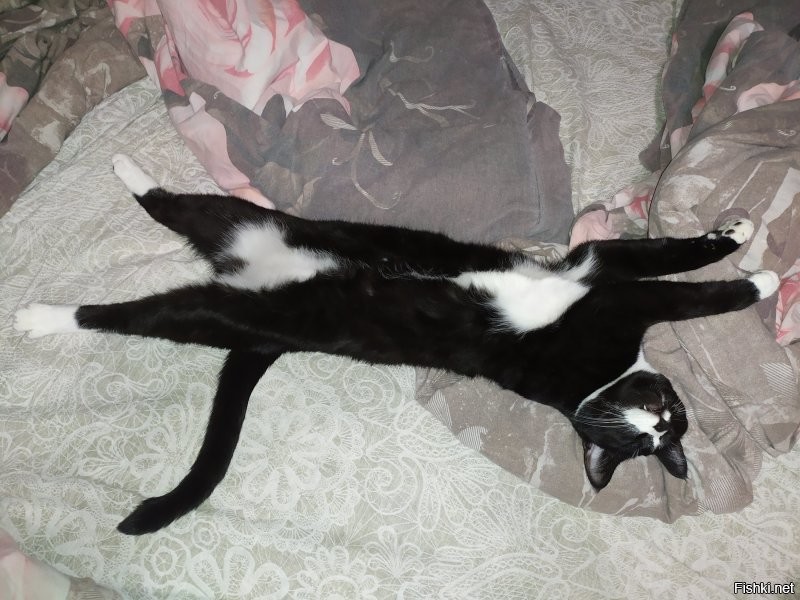 Таймлапс взросления котёнка