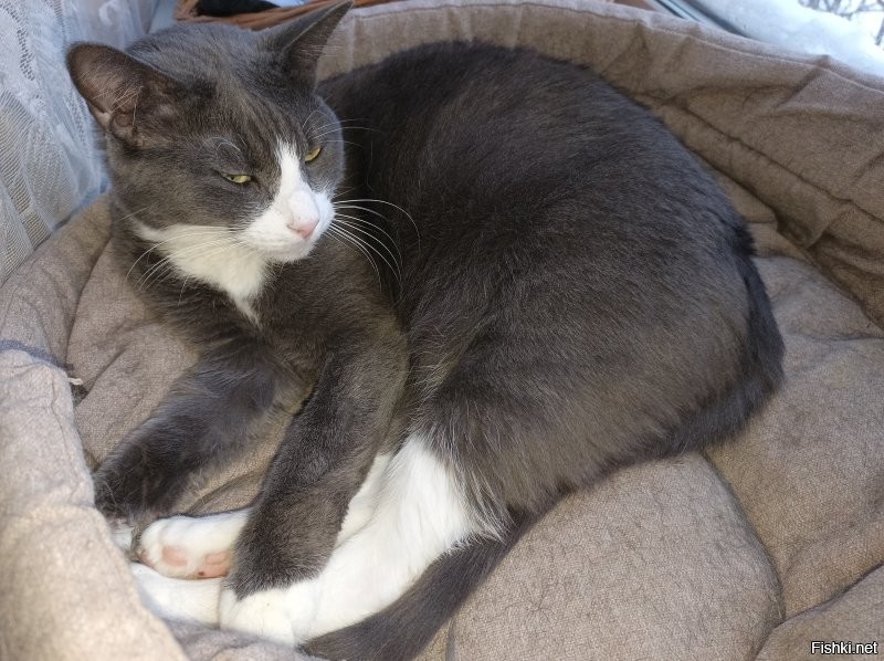 Таймлапс взросления котёнка