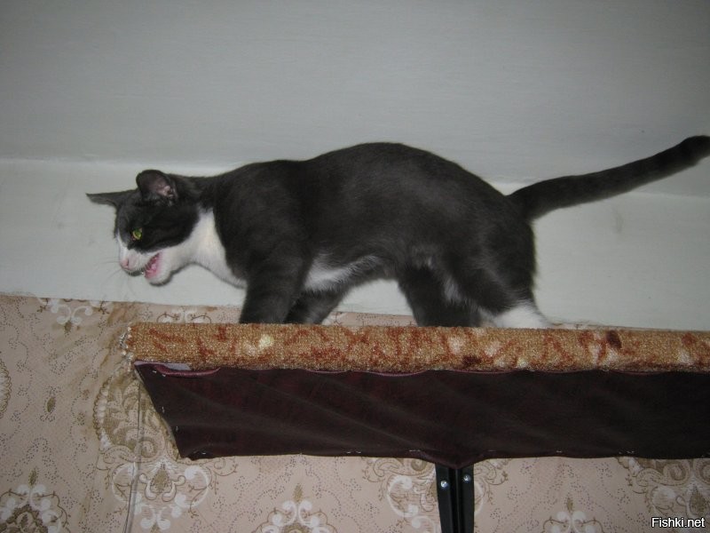 Таймлапс взросления котёнка