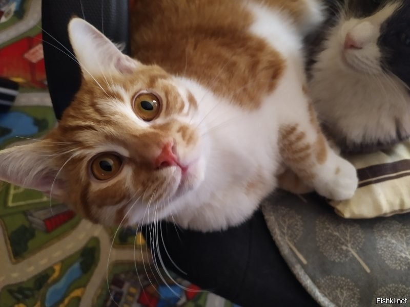 Таймлапс взросления котёнка