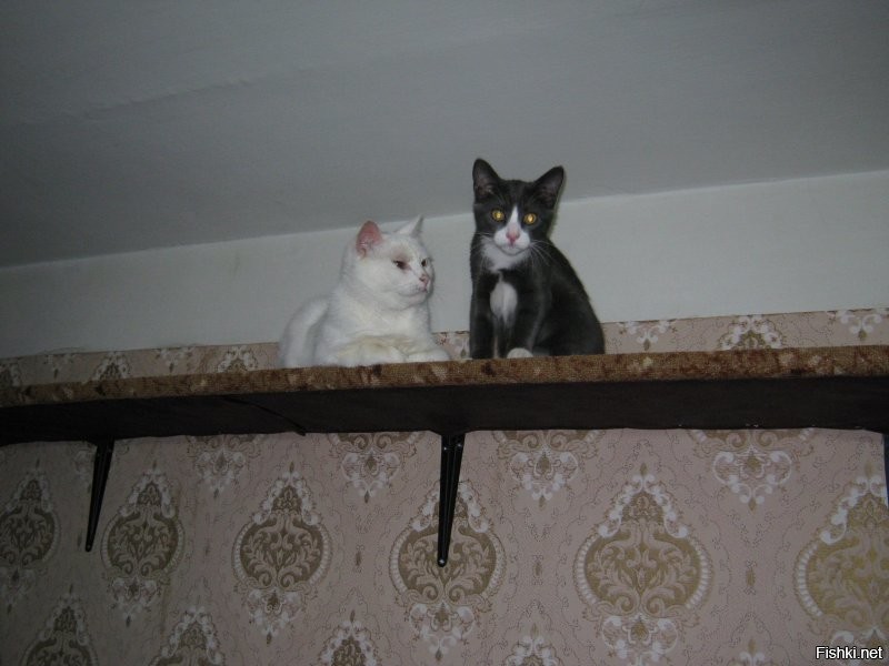 Таймлапс взросления котёнка