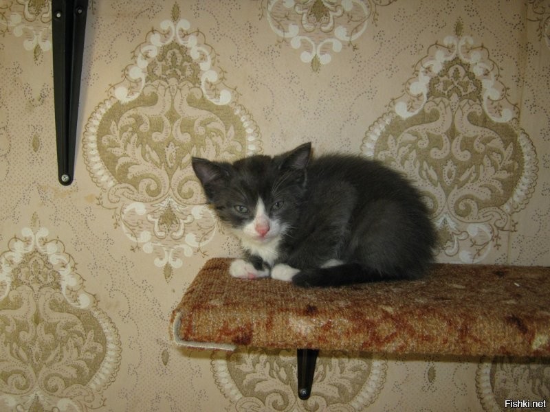 Таймлапс взросления котёнка