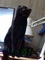 Таймлапс взросления котёнка