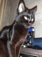 Таймлапс взросления котёнка