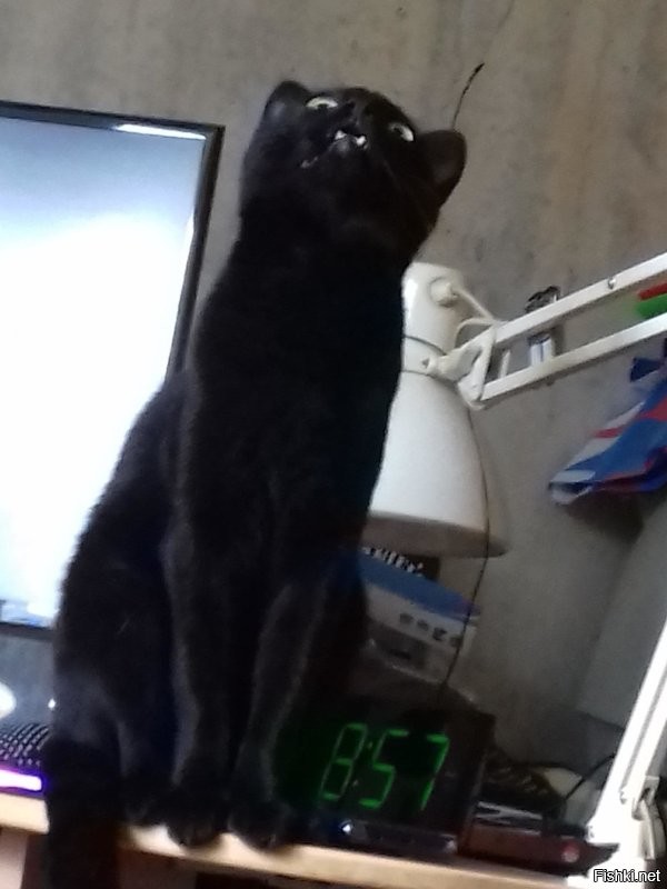Таймлапс взросления котёнка