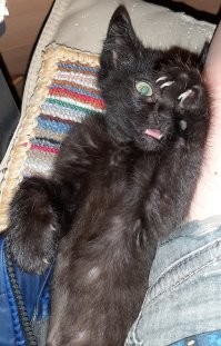 Таймлапс взросления котёнка