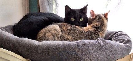 Таймлапс взросления котёнка