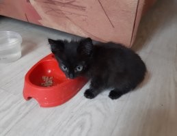 Таймлапс взросления котёнка