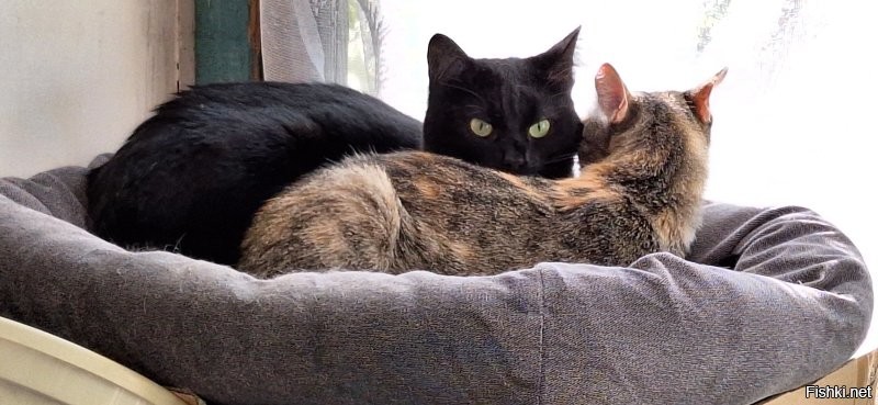 Таймлапс взросления котёнка