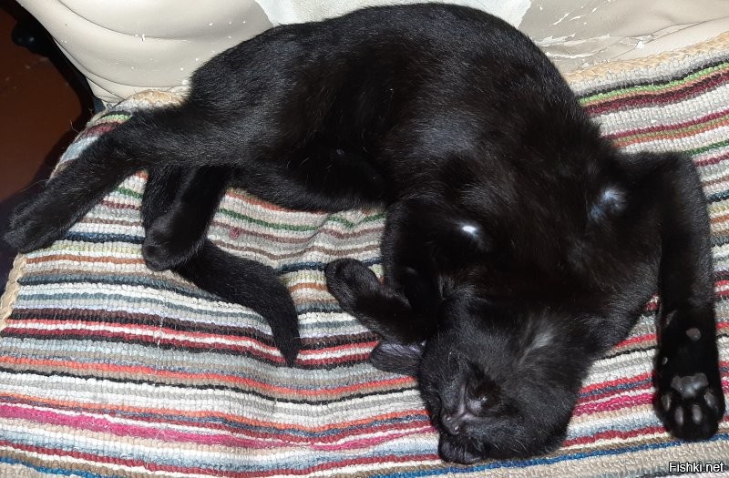 Кошачий тихий час