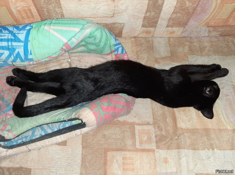 Кошачий тихий час