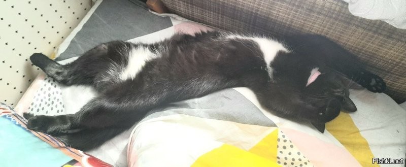 Кошачий тихий час