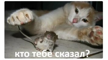 Повара развлекают клиентов