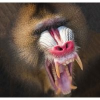 Бабуины страшные черти.