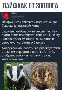 Американский барсук: неадекватный и злой