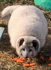 Ну, это полный песец!