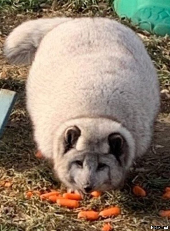 Ну, это полный песец!