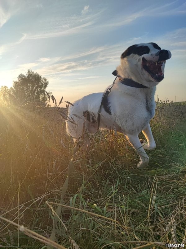 Нате вам собаку алабаку улыбаку.
Кстати ни какой рабочий "волкодав" не может весить 100+ кг.