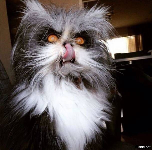 Солянка от 20.11.2025