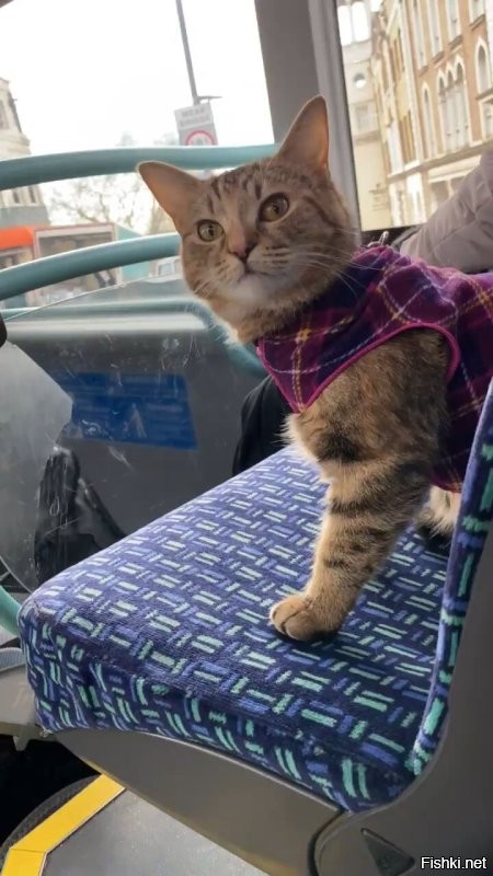 Солянка от 20.11.2025