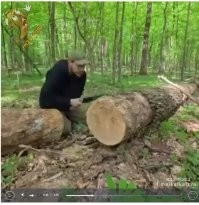 Посмотрел ещё раз. Чётко видно, что "пилит" бревно ручной пилой.