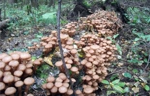 1. Есть быстро вредно
2. С таким инструментом&энтузиазмом проще и лучше сделать более крутую землянку и без трухлявого дерева.
3. Вот ежель росли бы опята - тогда могёт быть и да