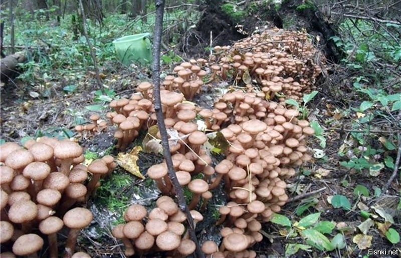 1. Есть быстро вредно
2. С таким инструментом&энтузиазмом проще и лучше сделать более крутую землянку и без трухлявого дерева.
3. Вот ежель росли бы опята - тогда могёт быть и да