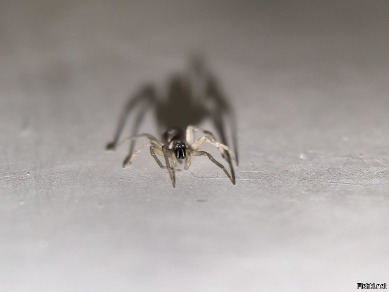 Такой красавчик на дачу пришел, не очень хотел фотографироваться но я поймал