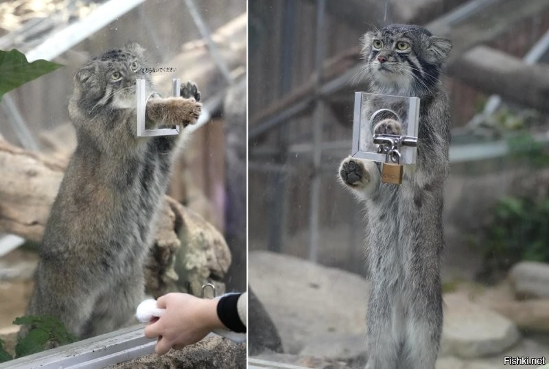 Леопард в сафари-парке прыгнул на автобус и сквозь окно поцарапал женщине руку