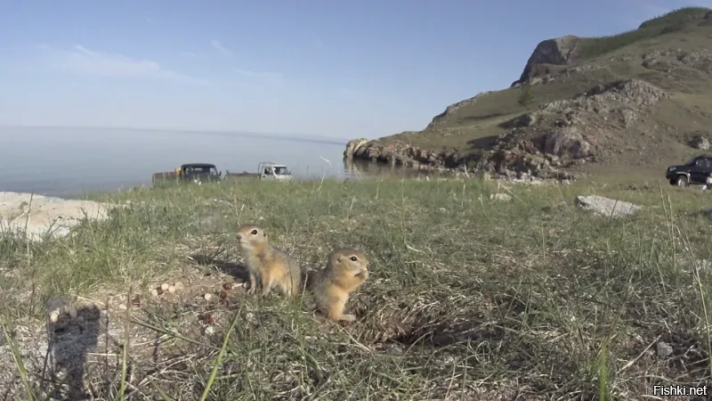 Аккуратнее, сжуют всё.