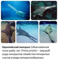 Приколы, обыгрывающие известные русские выражения в буквально смысле