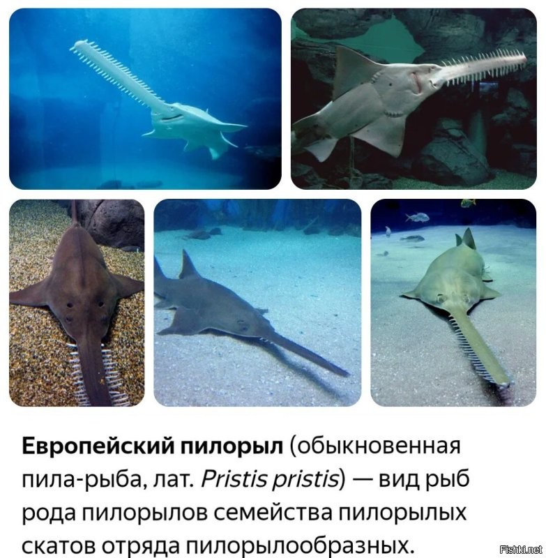 Приколы, обыгрывающие известные русские выражения в буквально смысле