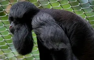 Бородач неприятно удивил жителей дома в Калуге