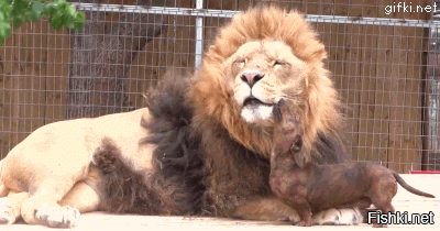 - Самая опасная для льва собака - это такса
- Что, такая свирепая. Загрызёт.
- Не загрызёт, но залижет насмерть.