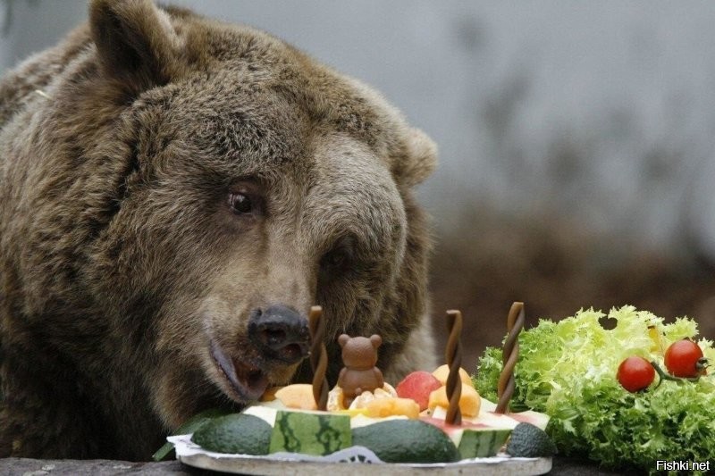 Интересно, мишки тоже празднуют?