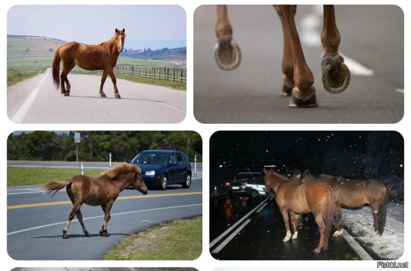 Точно! Лошади портят! 
У них подковы железные.