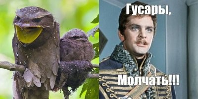 18 трогательных моментов из жизни семейств диких зверей и домашних животных