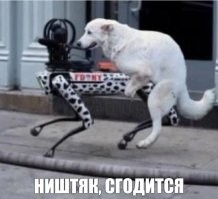 Робопсы начали патрулировать парковки в США