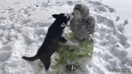 Какие они потешные !