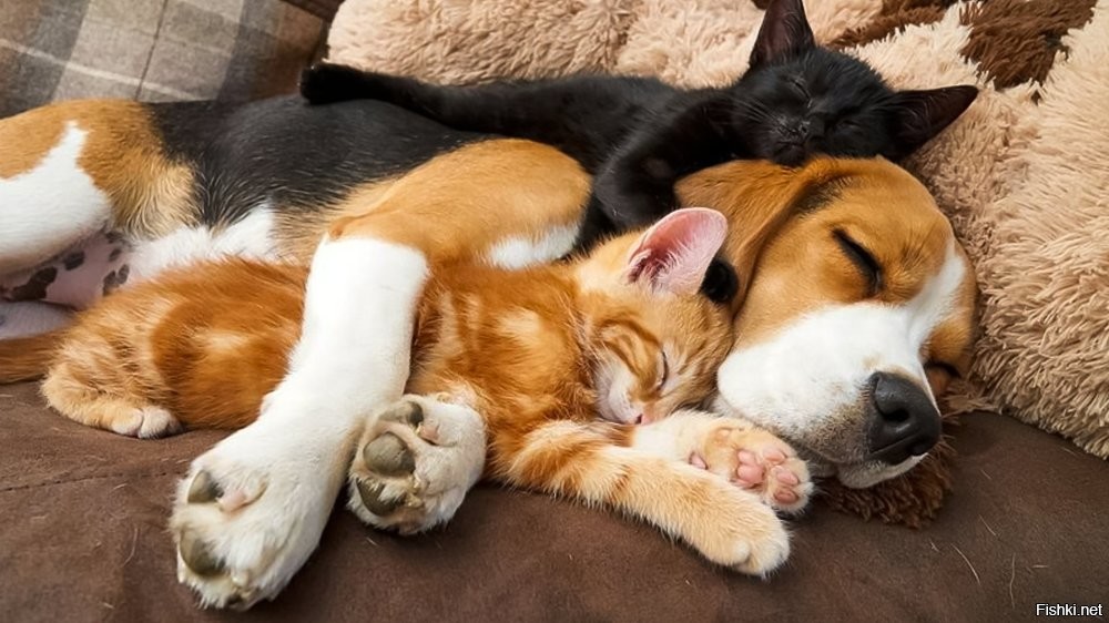 Солянка от 23.11.2025