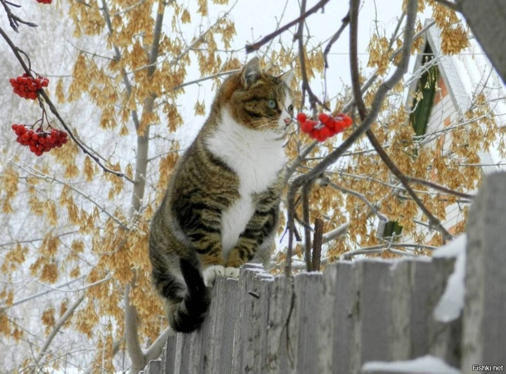 Солянка от 23.11.2025