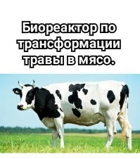 Китайские учёные создали гриб, который может заменить мясо